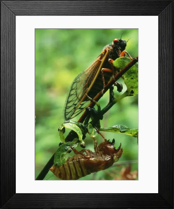 Framed Print : Periodical Cicada - 17 year JZ 712 Newly emerged, Hamden Connecticut, USA. Magicicada sepiendecim © Jim Zipp / ardea. com Framed Print : Periodical Cicada - 17 year JZ 712 Newly emerged, Hamden Connecticut, USA. Magicicada sepiendecim © Jim Zipp / ardea. com