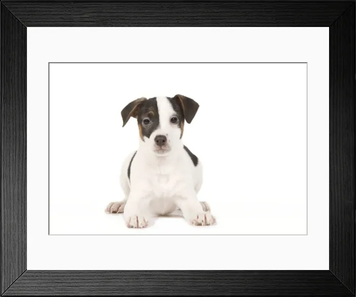 Framed Print : Dog - Jack Russell puppy in studio Framed Print : Dog - Jack Russell puppy in studio