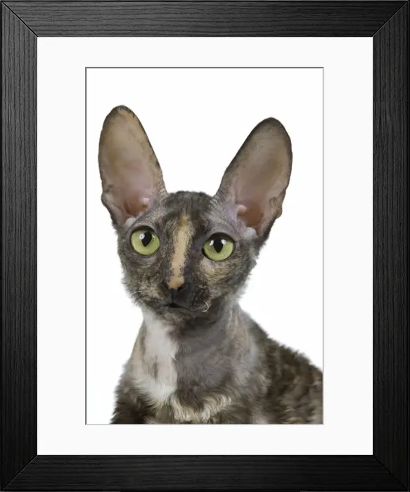 Framed Print : Cat - Rex Cornish in studio Framed Print : Cat - Rex Cornish in studio