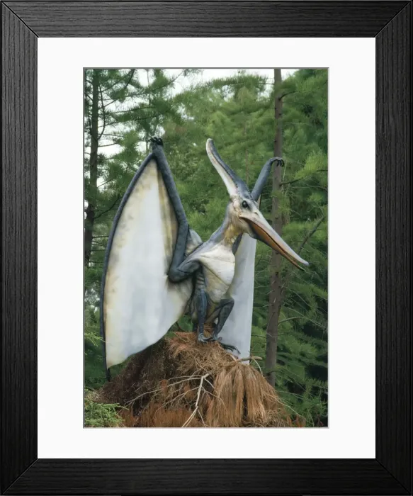Framed Print : Pteranodon Dinosaur Reconstruction - flying reptile, diet fish, weight 35lb, wingspan 23-25 foot. Late Cretaceous period. North Western USA Framed Print : Pteranodon Dinosaur Reconstruction - flying reptile, diet fish, weight 35lb, wingspan 23-25 foot. Late Cretaceous period. North Western USA