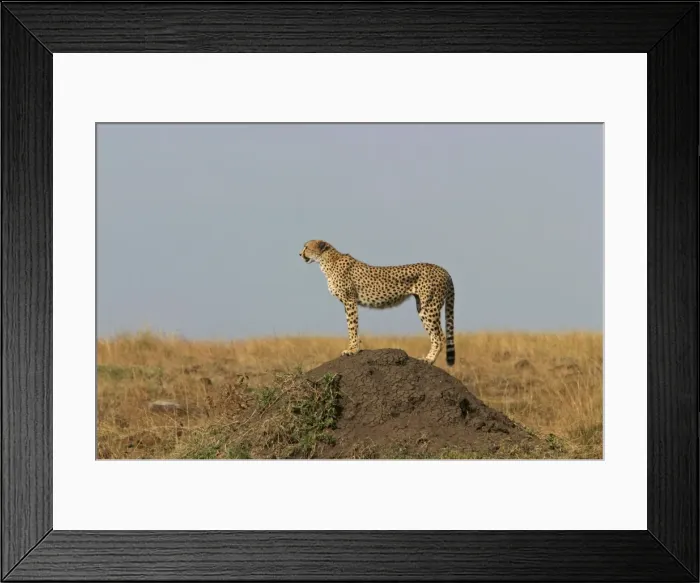 Framed Print : Cheetah LA 637 Transmara, Maasai Mara, Kenya Acinonyx jubatus © J. M. Labat / ardea. com Framed Print : Cheetah LA 637 Transmara, Maasai Mara, Kenya Acinonyx jubatus © J. M. Labat / ardea. com