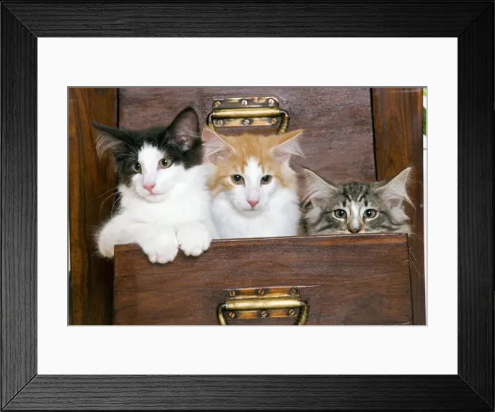 Framed Print : Norwegian Forest Cat - Kittens 2 months old Framed Print : Norwegian Forest Cat - Kittens 2 months old