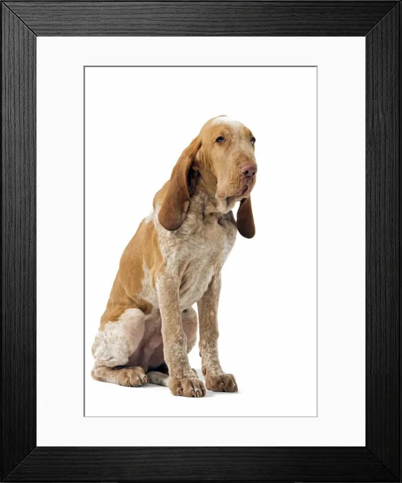 Framed Print : Italian hound Framed Print : Italian hound