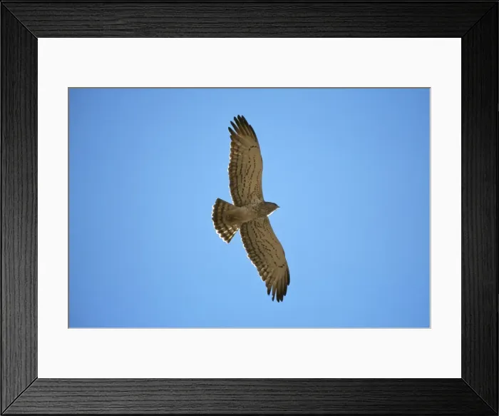 Framed Print : Short-toed Snake Eagle - in flight Panna National Park - India Framed Print : Short-toed Snake Eagle - in flight Panna National Park - India