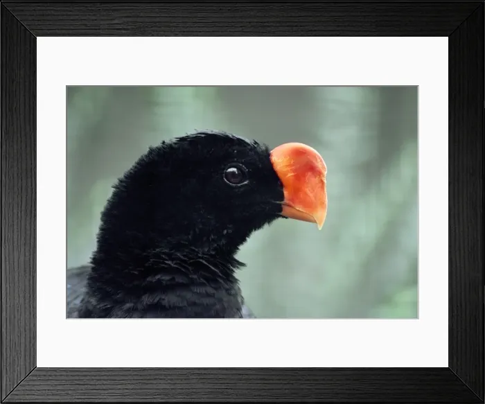 Framed Print : Razor-billed Curassow KF 8370 Crax mitu © Kenneth W. Fink / ardea. com Framed Print : Razor-billed Curassow KF 8370 Crax mitu © Kenneth W. Fink / ardea. com