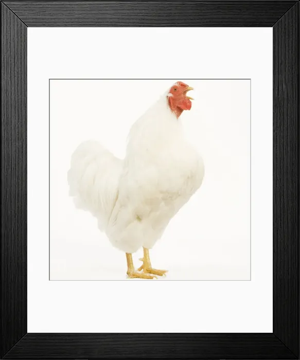 Framed Print : Chicken - Wyandotte - White in studio Framed Print : Chicken - Wyandotte - White in studio