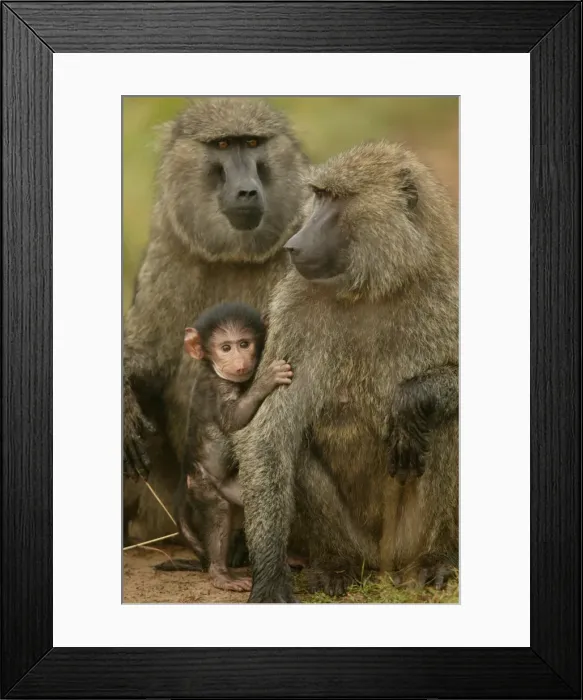 Framed Print : Olive Baboons LA 616 Baby with adults Papio hamadryas anubis © J. M. Labat / ardea. com Framed Print : Olive Baboons LA 616 Baby with adults Papio hamadryas anubis © J. M. Labat / ardea. com