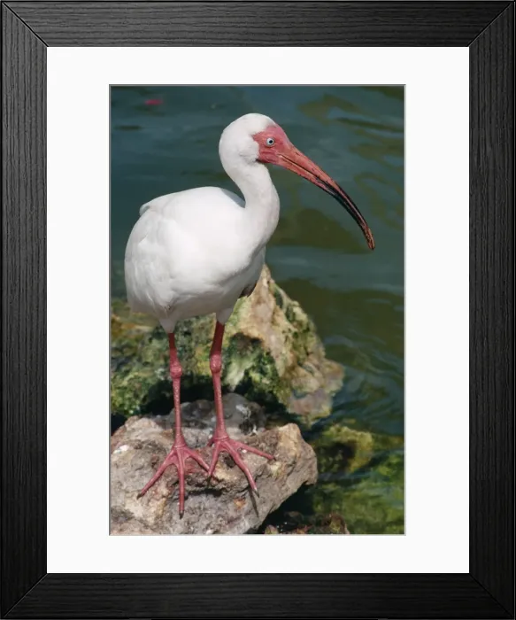Framed Print : White Ibis - along coastline of Florida, USA Framed Print : White Ibis - along coastline of Florida, USA
