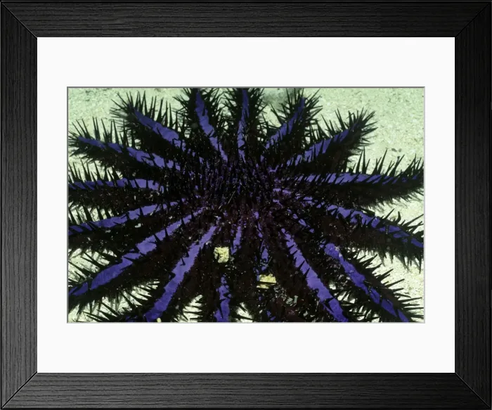 Framed Print : Crown-of-thorns Starfish Framed Print : Crown-of-thorns Starfish