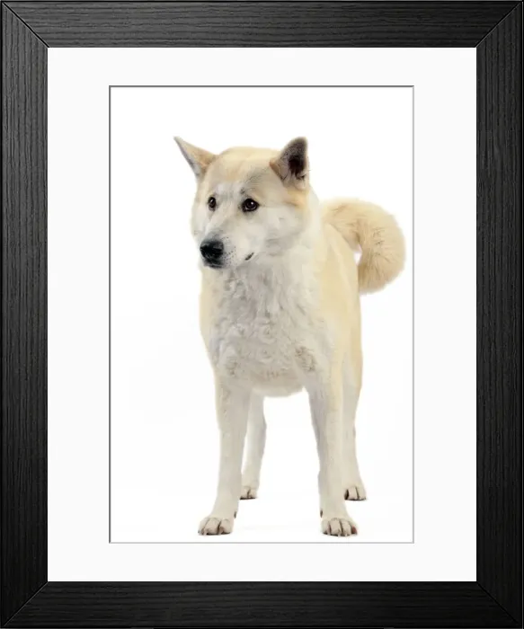 Framed Print : Canaan Dog Framed Print : Canaan Dog