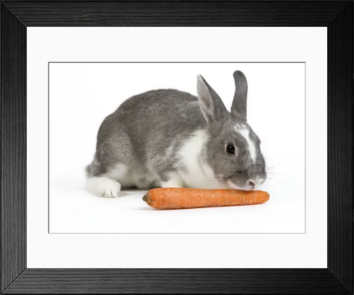 Framed Print : Domestic Rabbit - in studio sniffing / eating carrot Framed Print : Domestic Rabbit - in studio sniffing / eating carrot