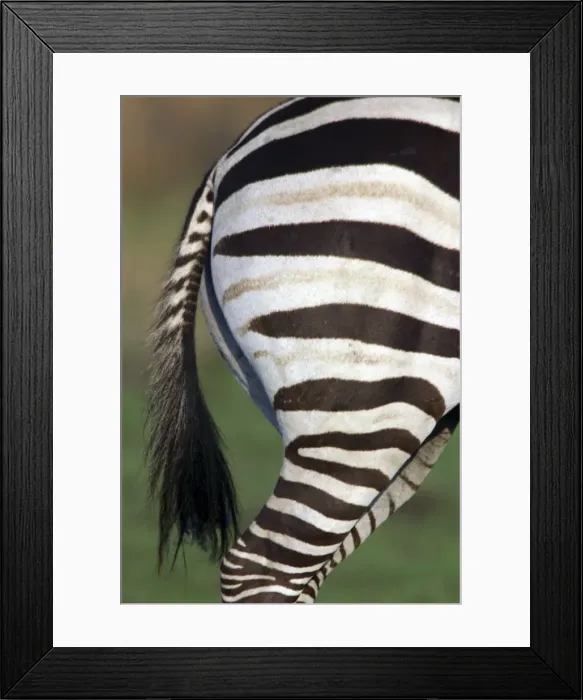 Framed Print : Burchell's / Common / Plains Zebra LA 650 Close up of rear end Equus burchelli © J. M. Labat / ardea. com Framed Print : Burchell's / Common / Plains Zebra LA 650 Close up of rear end Equus burchelli © J. M. Labat / ardea. com