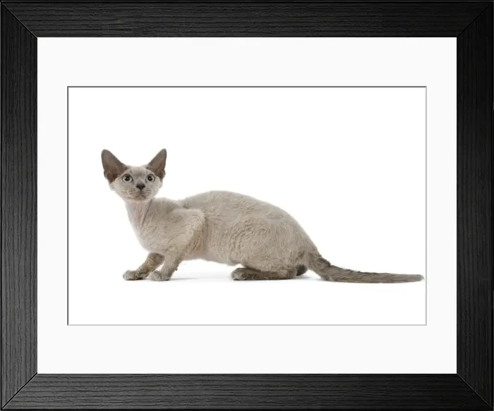 Framed Print : Cat - Devon Rex - blue - in studio Framed Print : Cat - Devon Rex - blue - in studio