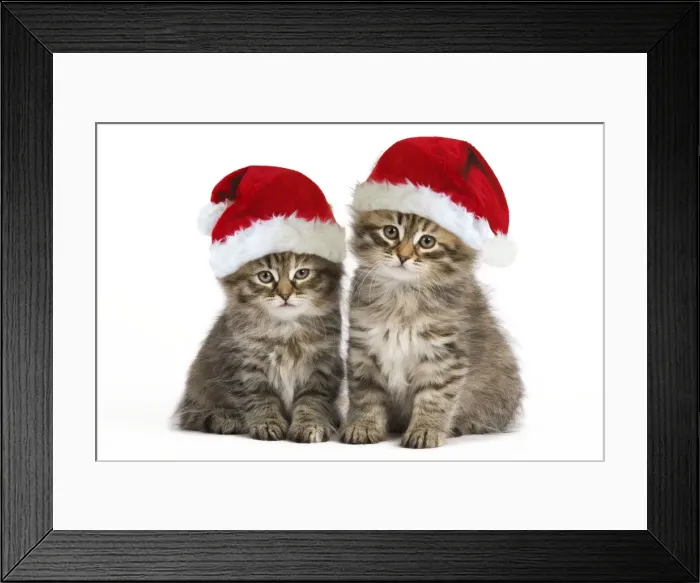 Framed Print : Siberian Cat - kittens wearing Christmas hats Digital Manipulation: Hats (Su) Framed Print : Siberian Cat - kittens wearing Christmas hats Digital Manipulation: Hats (Su)