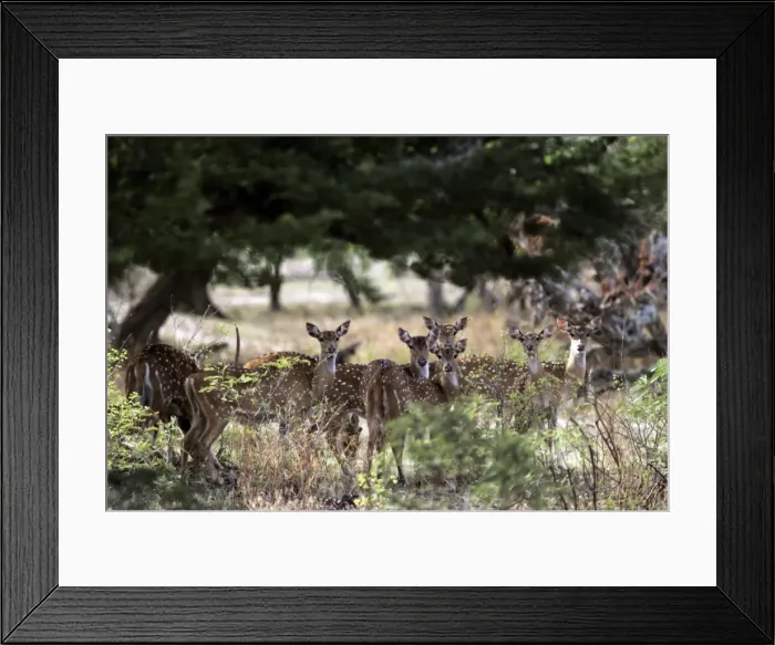 Framed Print : Chital / Spotted Deer Framed Print : Chital / Spotted Deer