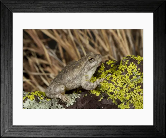 Framed Print : Canyon Tree Frog - controlled conditions - ranges from southern United States and northern Mexico - Southeast Arizona - USA Framed Print : Canyon Tree Frog - controlled conditions - ranges from southern United States and northern Mexico - Southeast Arizona - USA