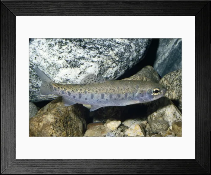 Framed Print : Steelhead / Sea-run Rainbow Trout - cold rivers Northern Pacific Framed Print : Steelhead / Sea-run Rainbow Trout - cold rivers Northern Pacific