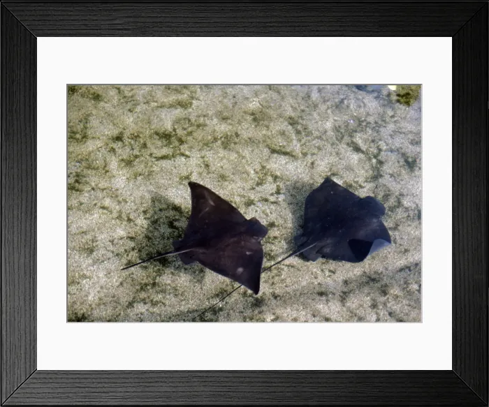 Framed Print : Bat Ray. KF-8982. BAT RAYS. Myliobatis californicus. Kenneth W Fink.