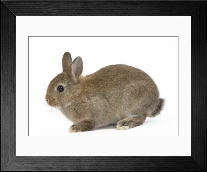 Framed Print : Young Rabbit - in studio Framed Print : Young Rabbit - in studio