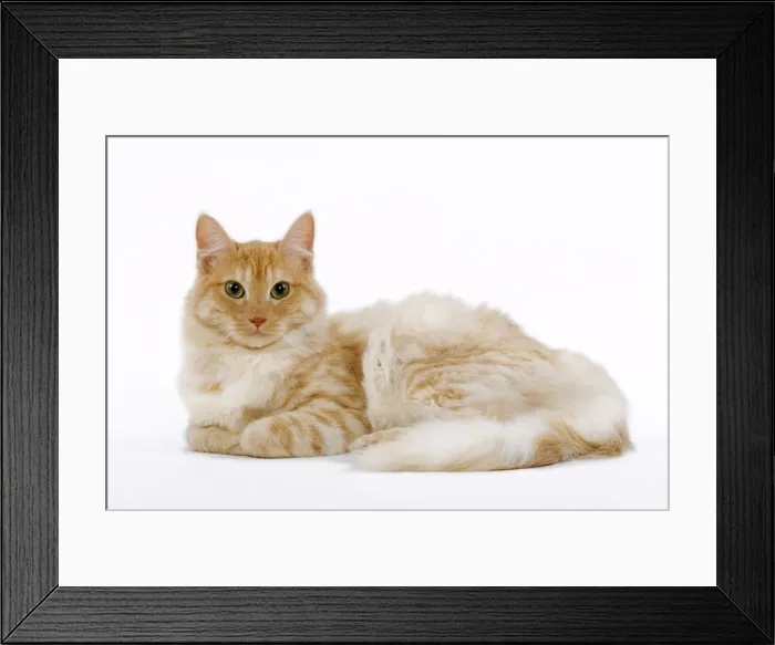 Framed Print : Cat - Turkish Angora - red mackerel tabby in studio Framed Print : Cat - Turkish Angora - red mackerel tabby in studio