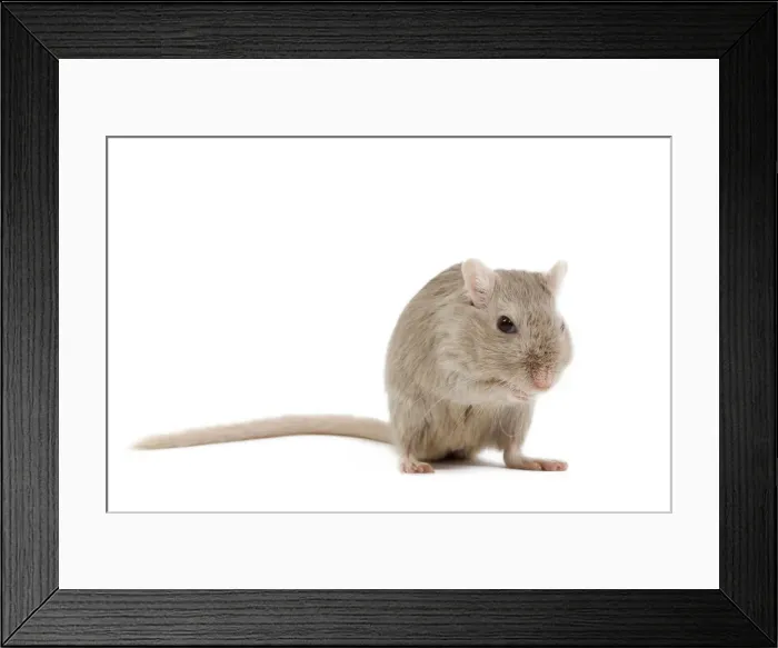 Framed Print : Gerbil - in studio Framed Print : Gerbil - in studio