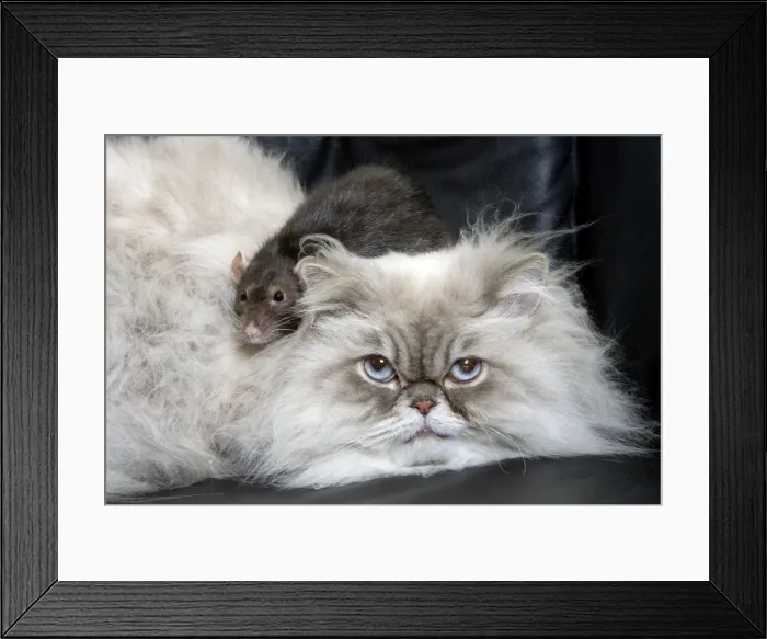 Framed Print : Persian Blue Colourpoint Cat - and Rat Framed Print : Persian Blue Colourpoint Cat - and Rat