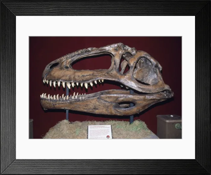 Framed Print : Gigantosaurus Dinosaur Skull - replica of original found in Patagonia. Meat-eater larger then T. Rex, 13 ft tall 42 ft long. Argentina Framed Print : Gigantosaurus Dinosaur Skull - replica of original found in Patagonia. Meat-eater larger then T. Rex, 13 ft tall 42 ft long. Argentina
