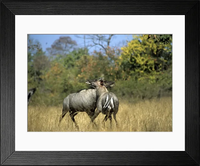 Framed Print : Nilgai - males rutting Framed Print : Nilgai - males rutting