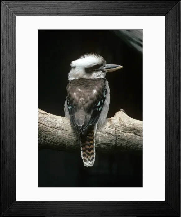 Framed Print : Laughing Kookaburra Framed Print : Laughing Kookaburra