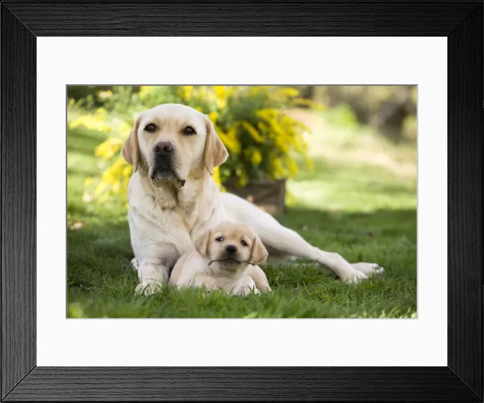 Framed Print : Dog - Labrador adult with puppy