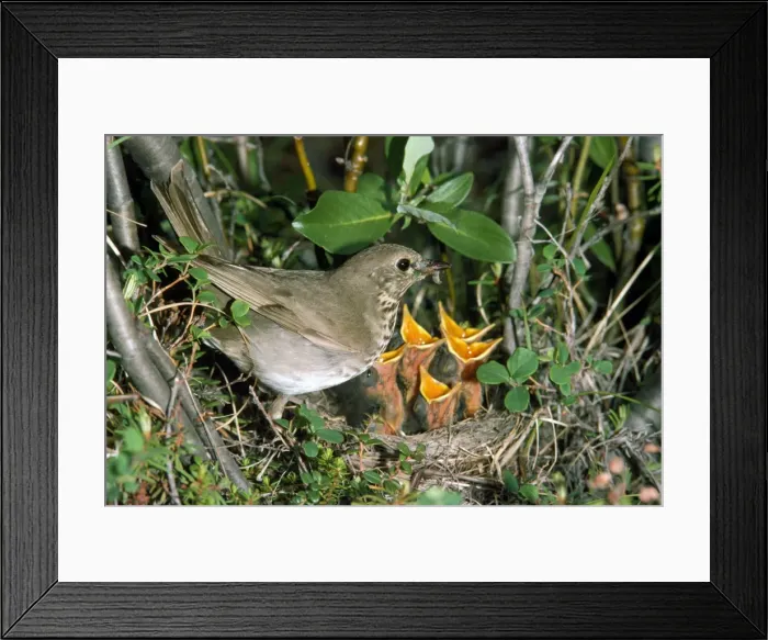 Framed Print : Grey-cheeked Thrush - at nest - USA Framed Print : Grey-cheeked Thrush - at nest - USA