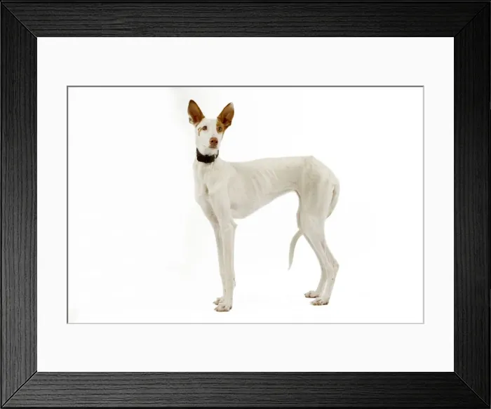 Framed Print : Dog - Ibizan Hound / Podenco Ibicenco - in studio Framed Print : Dog - Ibizan Hound / Podenco Ibicenco - in studio
