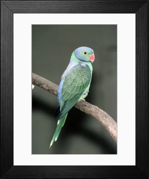 Framed Print : Emerald Collared