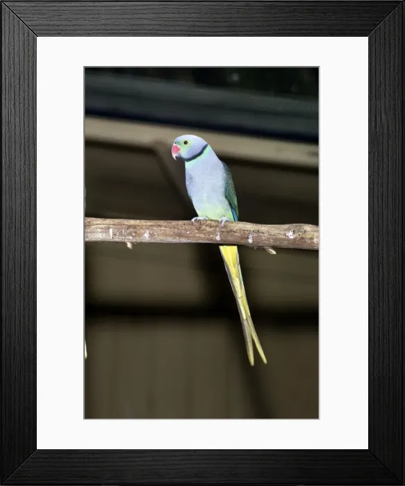 Framed Print : Malabar Parakeet - male Framed Print : Malabar Parakeet - male