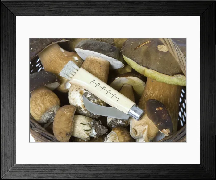 Framed Print : Fungus - freshly picked in basket. Cepes de Bordeaux and tete de negre with fungus cutting knife Framed Print : Fungus - freshly picked in basket. Cepes de Bordeaux and tete de negre with fungus cutting knife