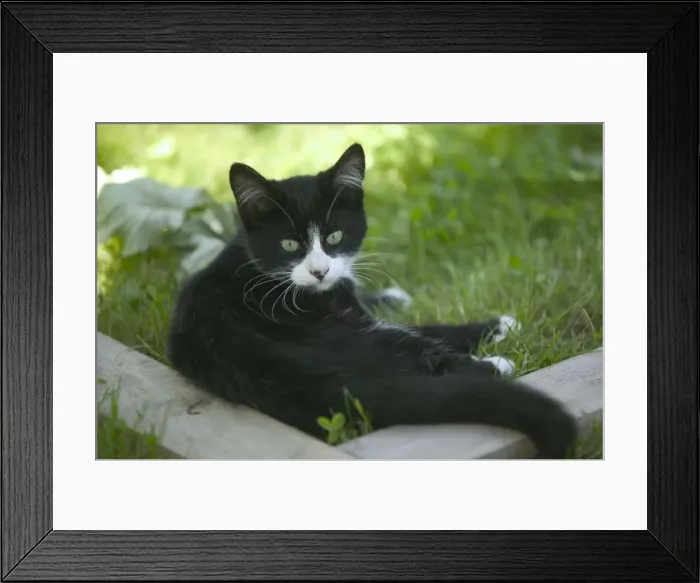 Framed Print : Cat - Black & White kitten in garden Framed Print : Cat - Black & White kitten in garden