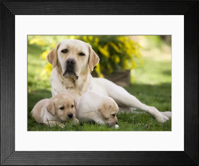 Framed Print : Dog - Labrador adult with puppies Framed Print : Dog - Labrador adult with puppies