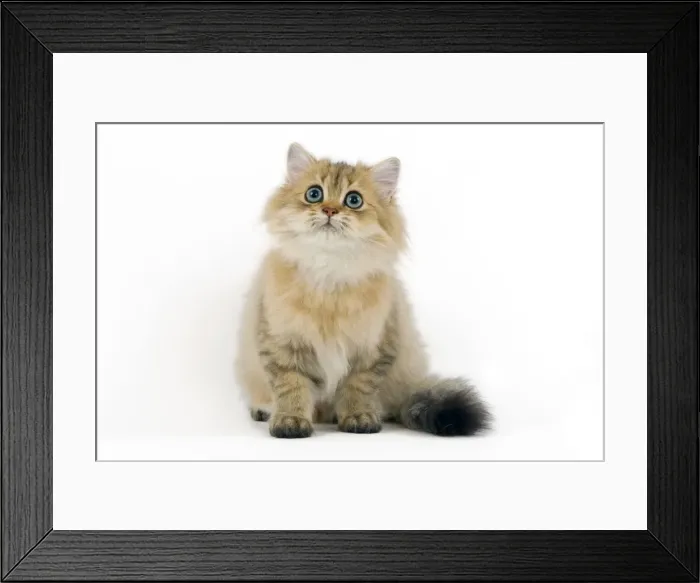 Framed Print : Cat - Persian Golden Shaded Cat Framed Print : Cat - Persian Golden Shaded Cat