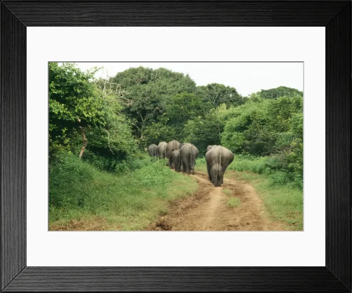 Framed Print : Asian Elephant JVG 600 Sri Lanka Elephas maximus © Joanna Van Gruisen / ardea. com Framed Print : Asian Elephant JVG 600 Sri Lanka Elephas maximus © Joanna Van Gruisen / ardea. com