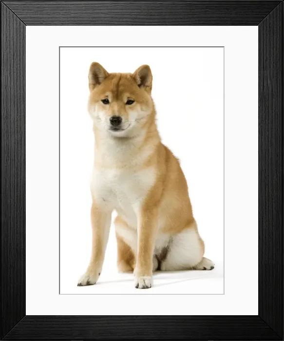 Framed Print : Dog - Shiba Inu