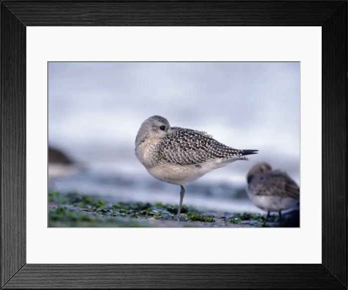 Framed Print : American Golden Plover Framed Print : American Golden Plover