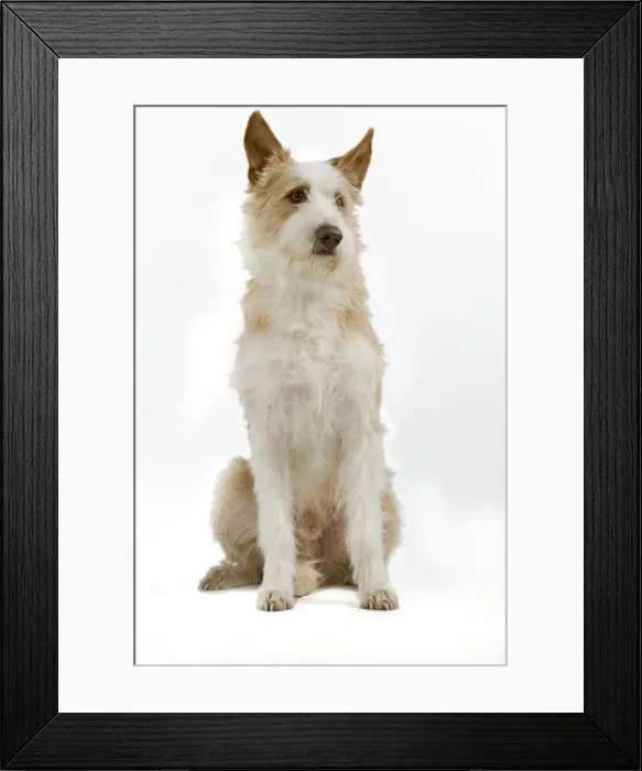 Framed Print : Dog - Portuguese Podengo in studio