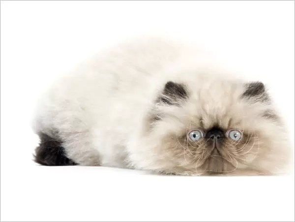 Persian seal point kitten