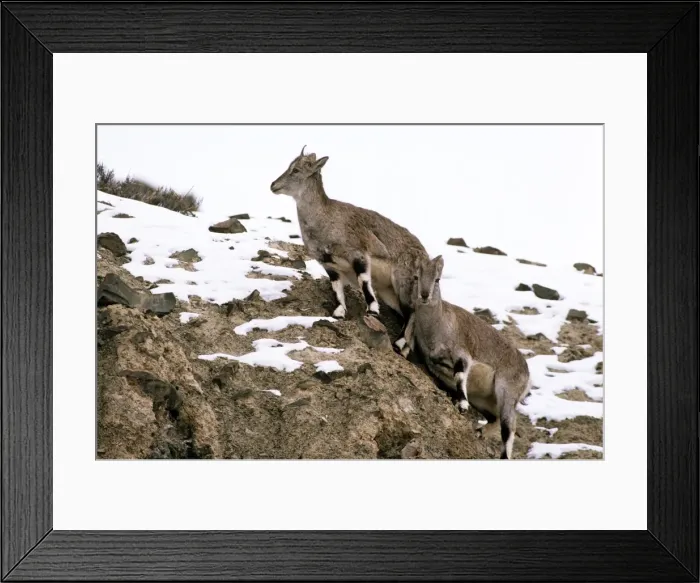 Framed Print : Blue Sheep / Bharal - females - Ladakh - Jammu & Kashmir - India Framed Print : Blue Sheep / Bharal - females - Ladakh - Jammu & Kashmir - India