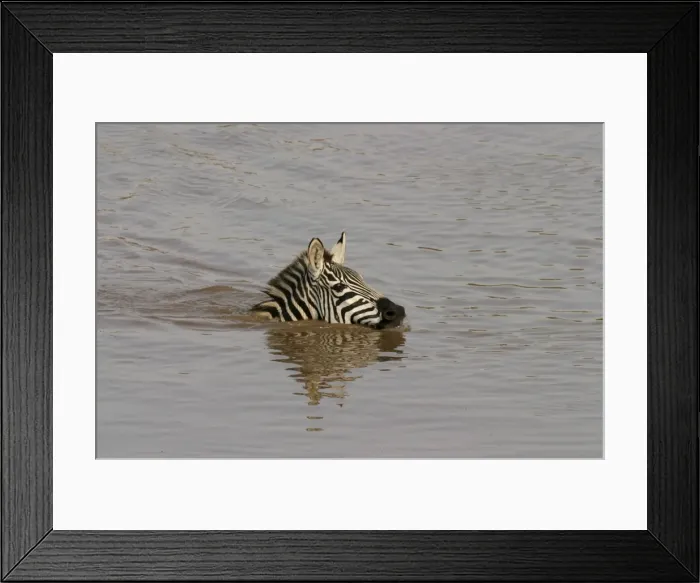Framed Print : Burchell's / Common / Plains Zebra LA 647 Swimming in water Equus burchelli © J. M. Labat / ardea. com Framed Print : Burchell's / Common / Plains Zebra LA 647 Swimming in water Equus burchelli © J. M. Labat / ardea. com