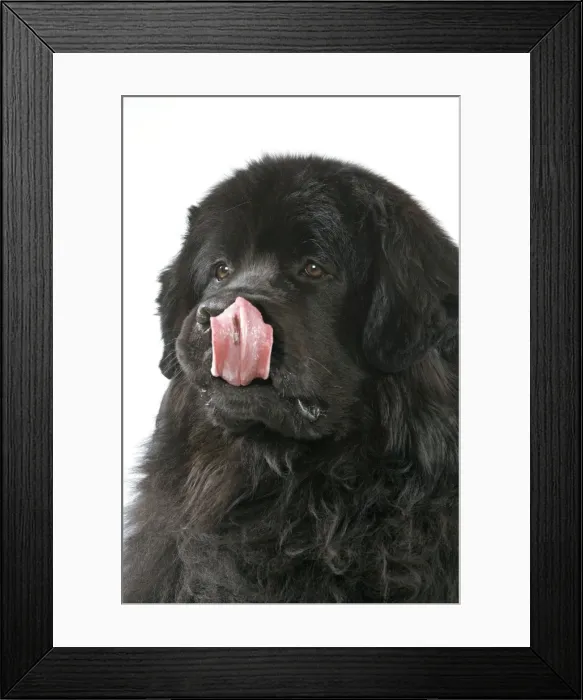 Framed Print : Newfoundland Dog Framed Print : Newfoundland Dog