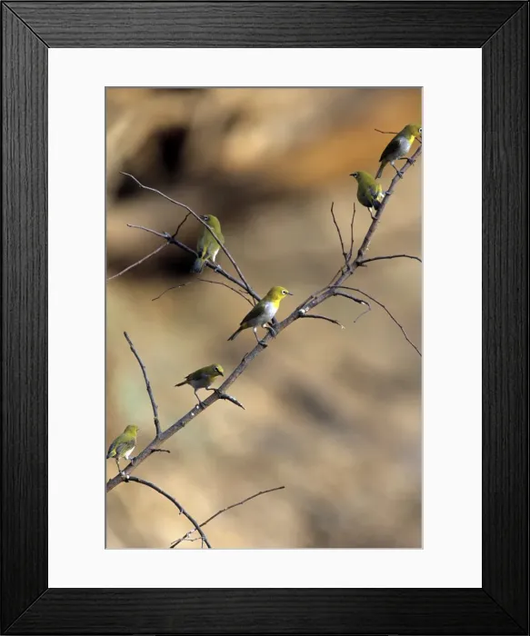 Framed Print : Oriental White-eye - Panna National Park - India Framed Print : Oriental White-eye - Panna National Park - India