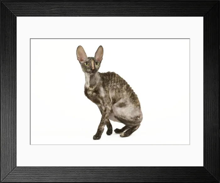 Framed Print : Cat - Rex Cornish in studio Framed Print : Cat - Rex Cornish in studio
