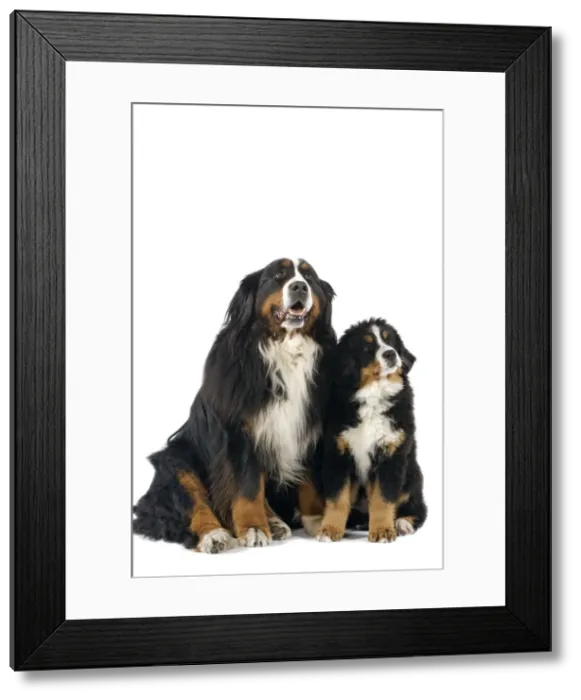 Framed Print : Bernese Mountain Dog