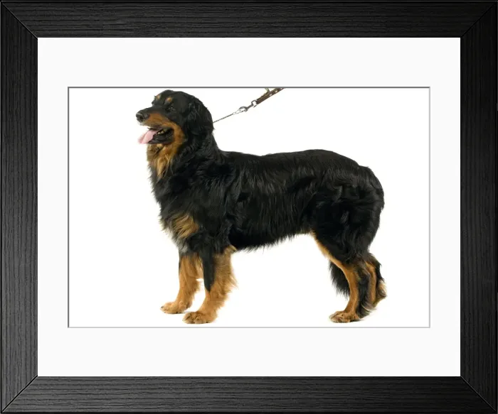 Framed Print : Dog - Hovawart Framed Print : Dog - Hovawart